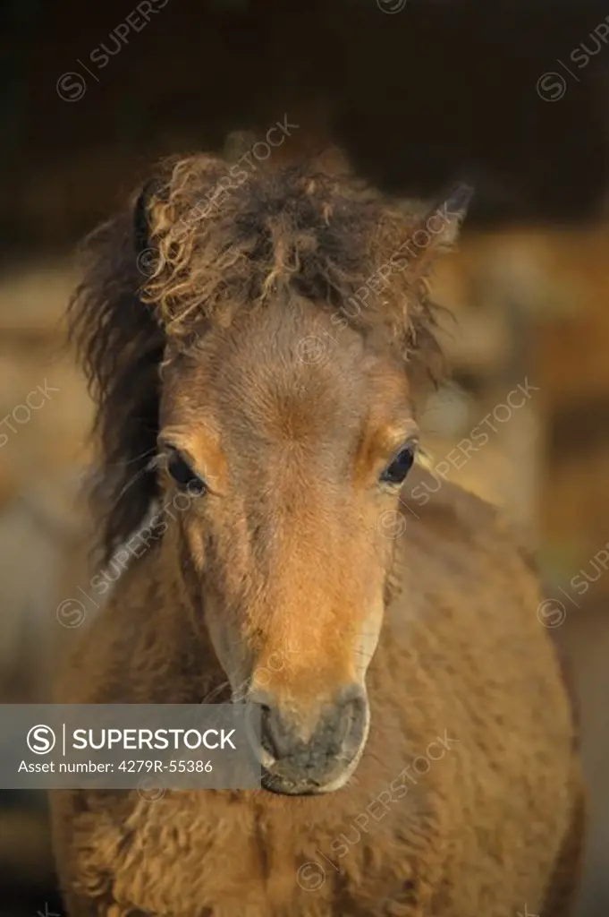 Mini-Shetlandpony foal - portrait