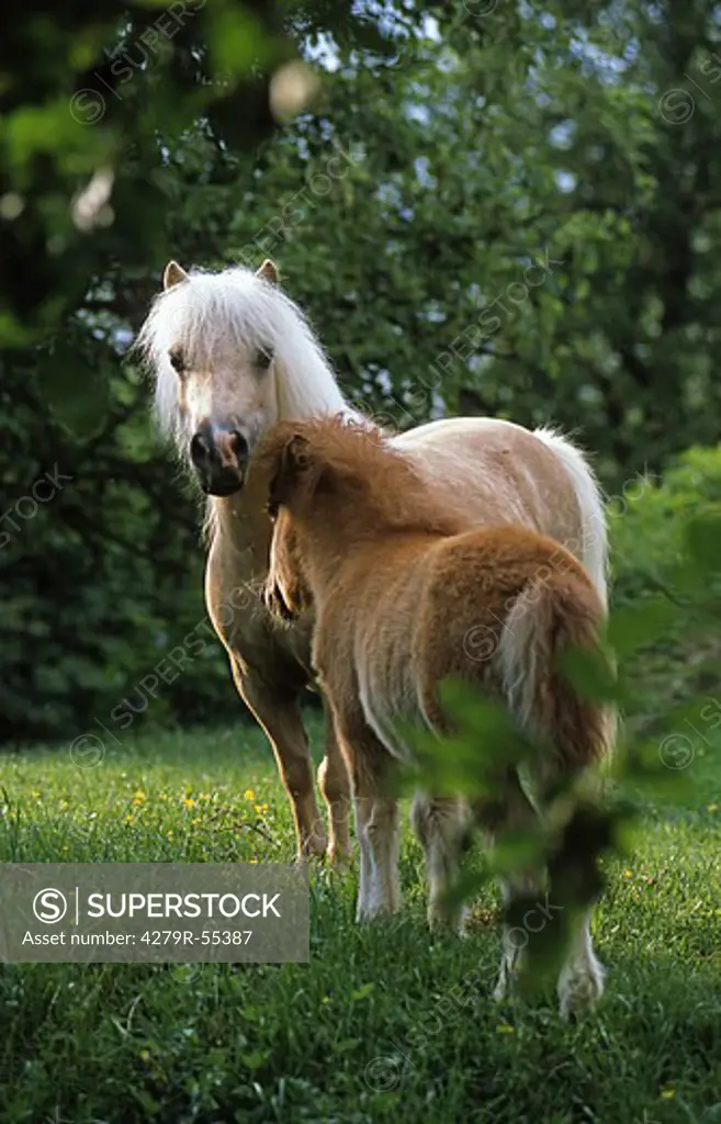 Mini-Shetlandpony mare with foal