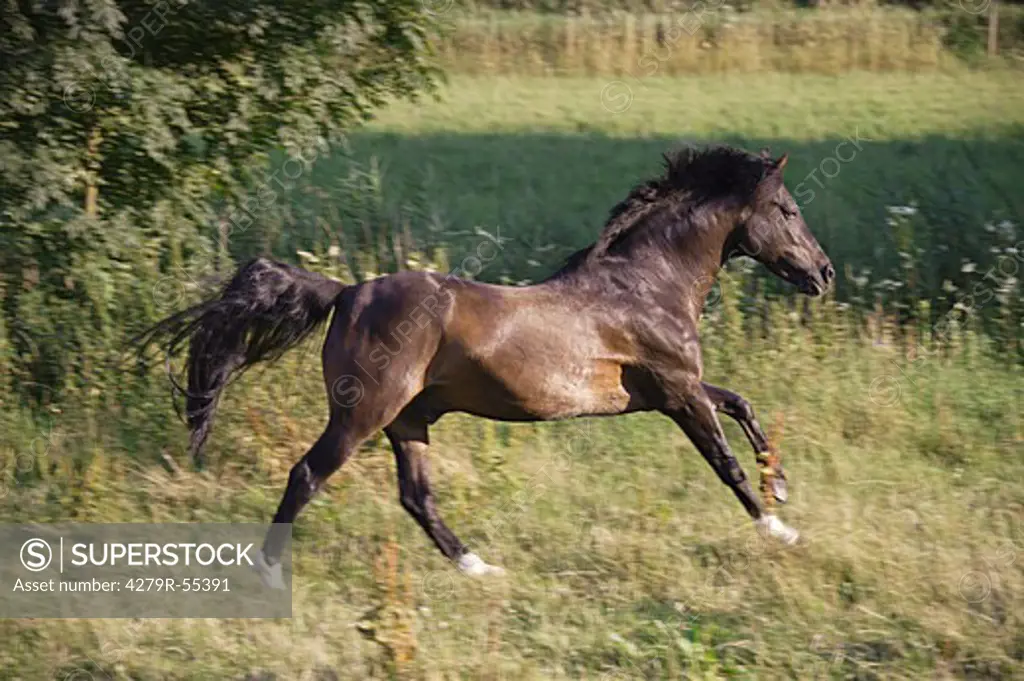 New Forest pony - galloping on meadow