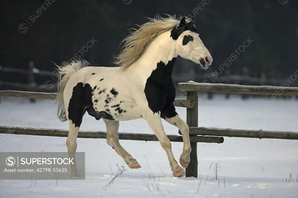 pinto - galloping on snow
