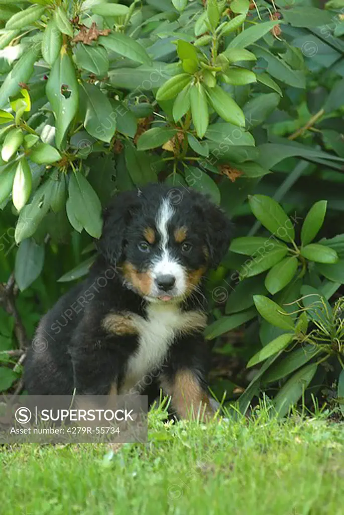 Bernese mountain dog - puppy sitting under bush