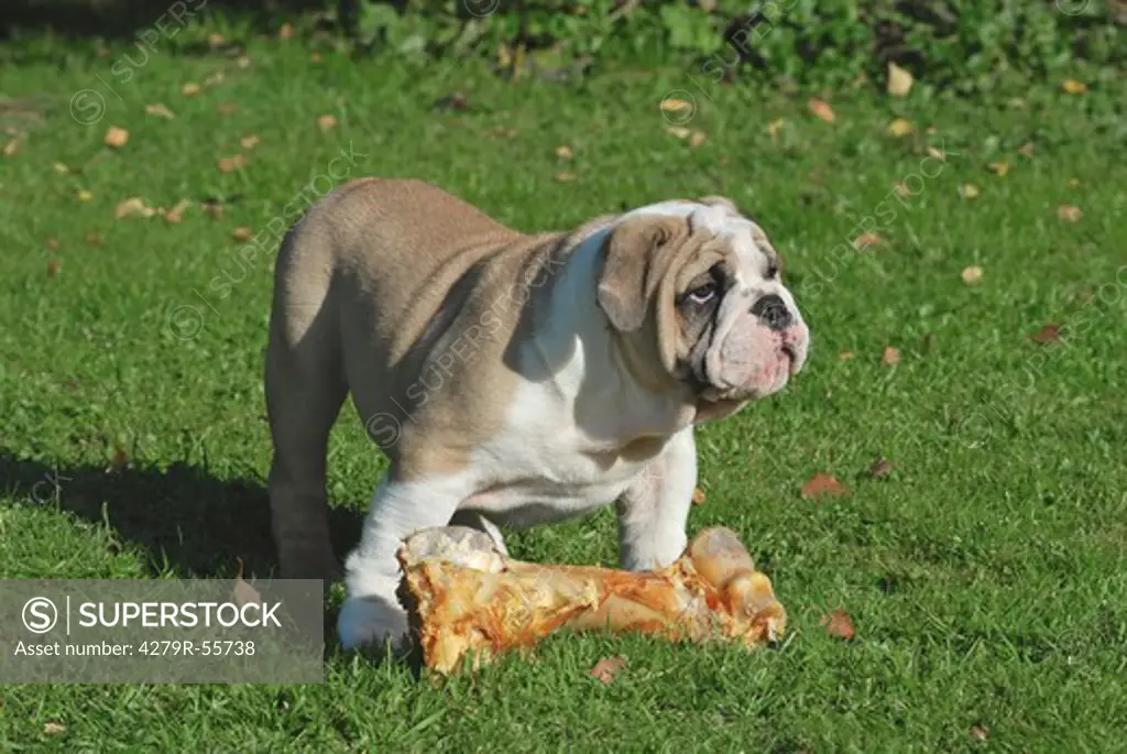 English Bulldog with bone