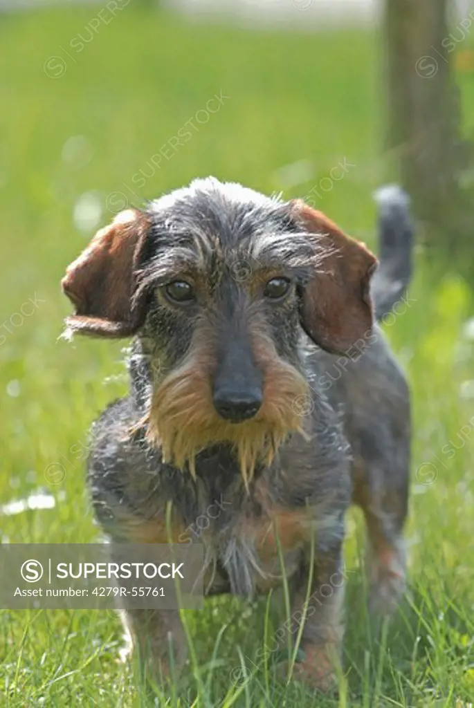 wire-haired dachshund - standing on meadow