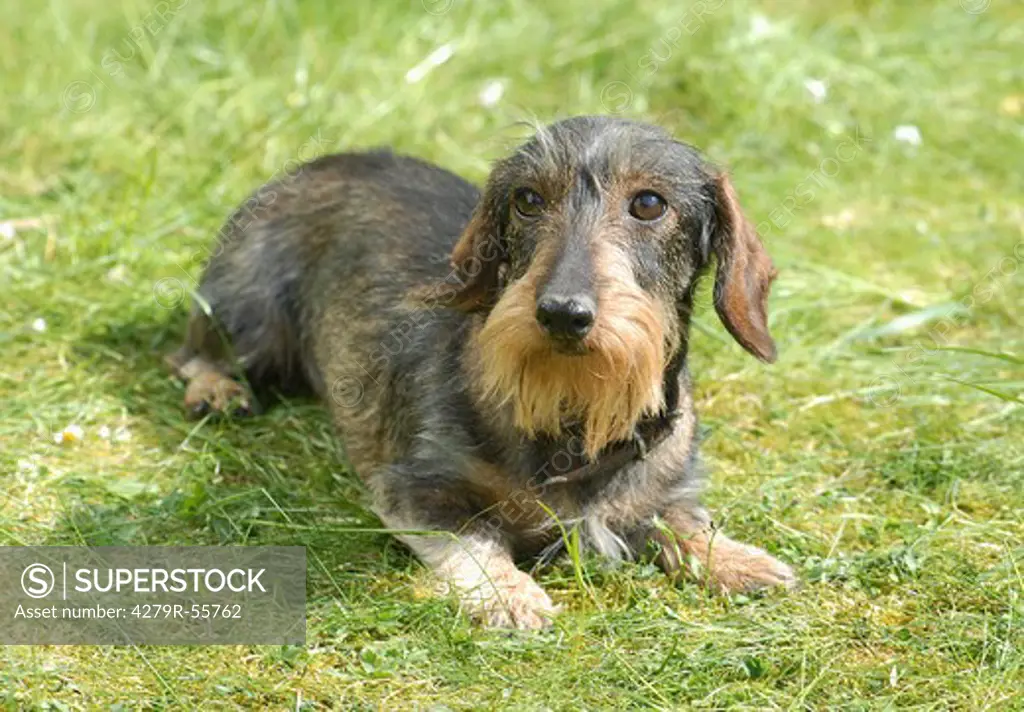 wire-haired dachshund - lying on meadow