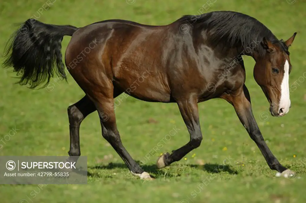 thoroughbred horse - walking on meadow