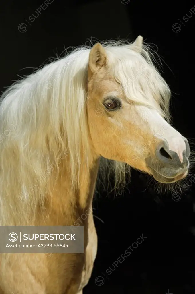 welsh mountain pony - portrait