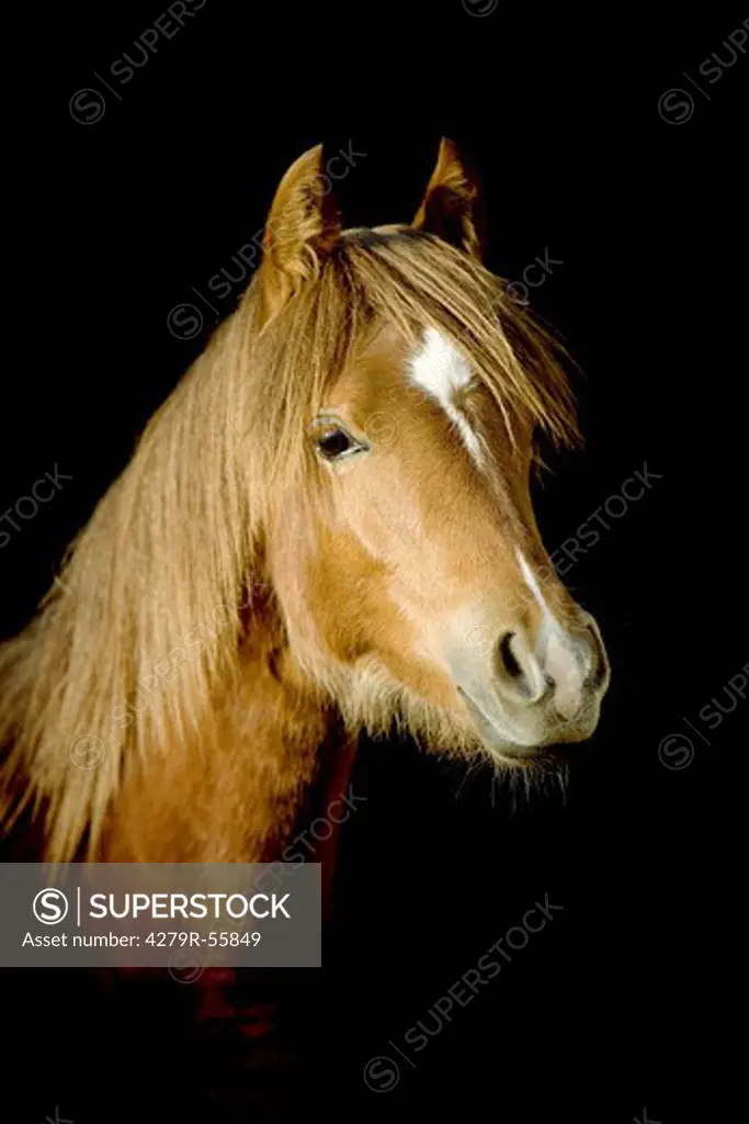 welsh mountain pony - portrait