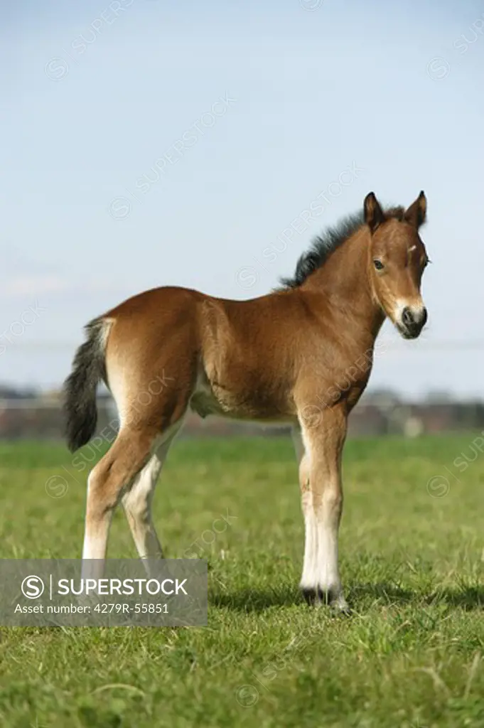 welsh pony foal - standing on meadow