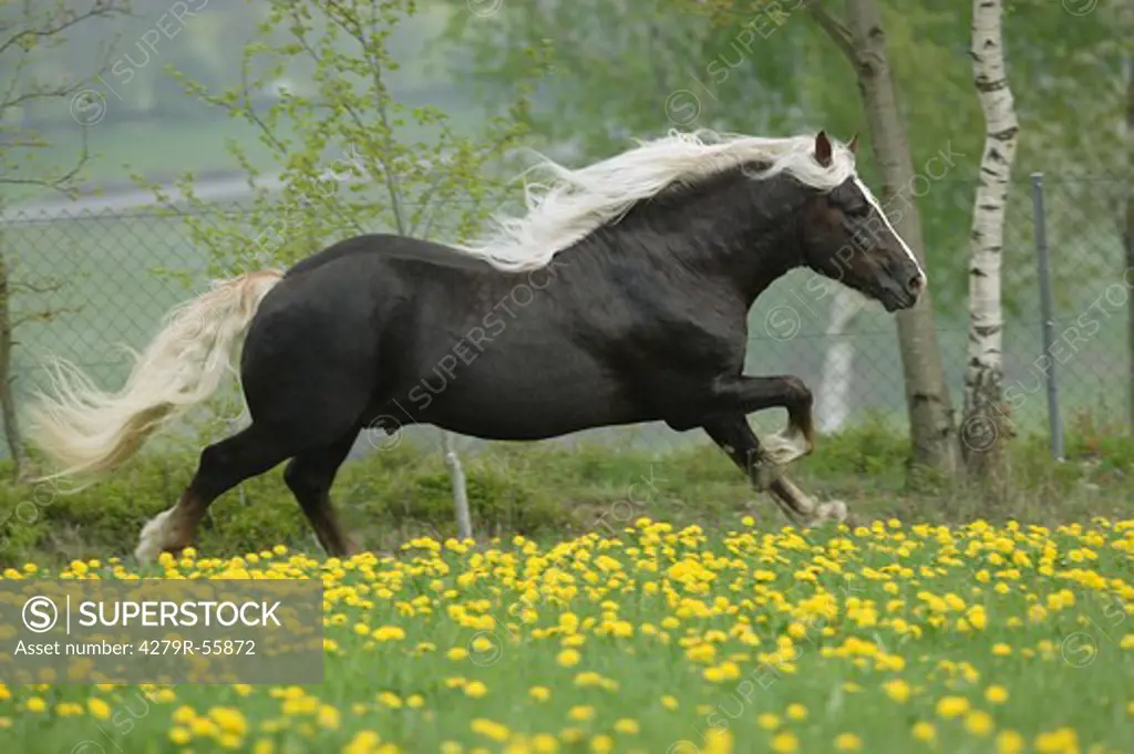 black forest horse - galloping on meadow