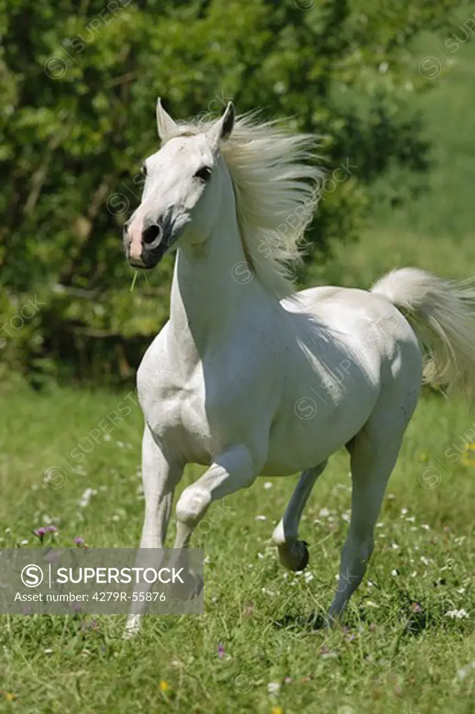 Shagya Arabian horse - trotting on meadow