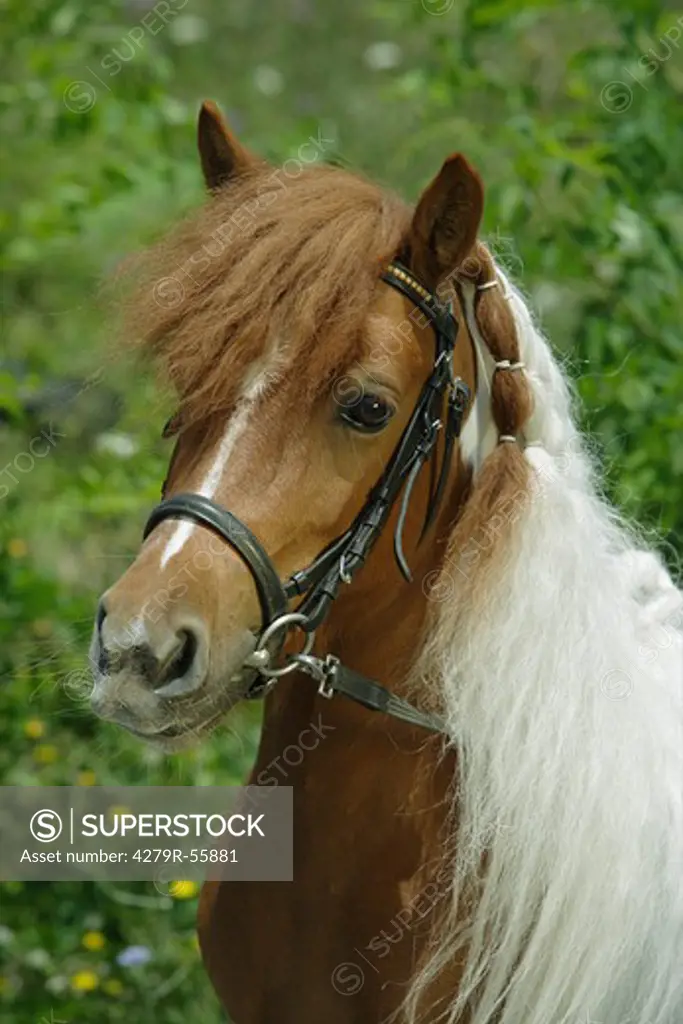 shetland pony - portrait