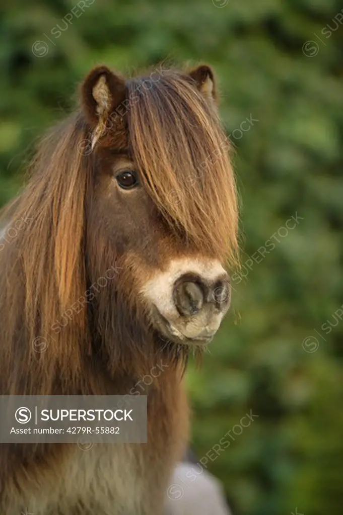 shetland pony - portrait