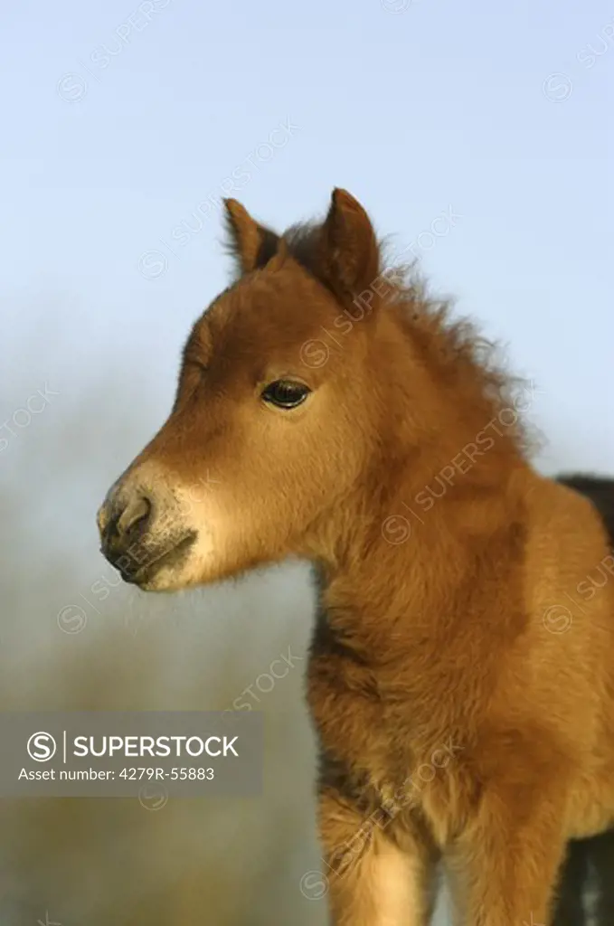 mini shetland pony foal - portrait