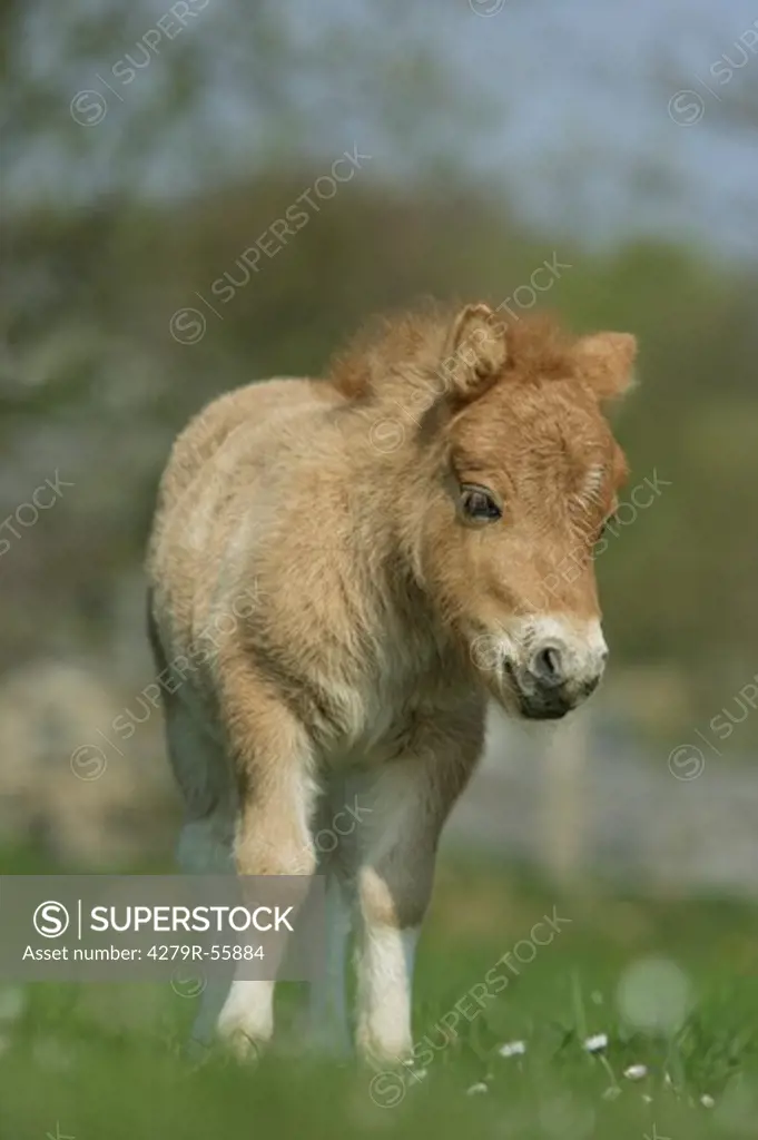 mini shetland pony foal - standing on meadow