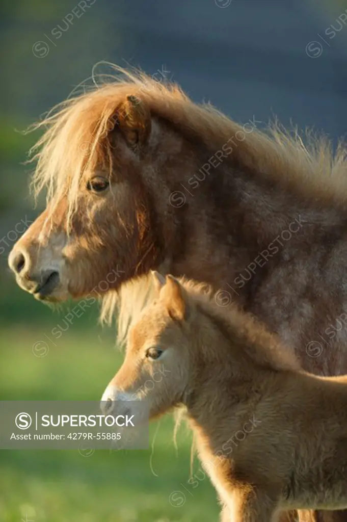 mini shetland pony mare with foal - portrait