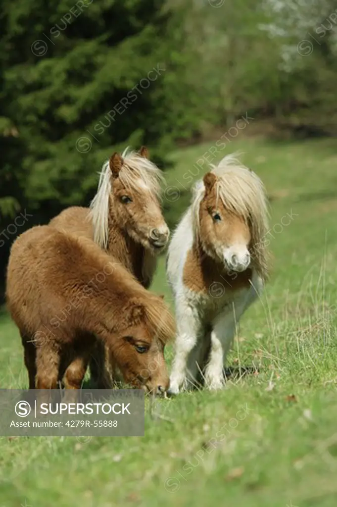 three mini shetland ponies - standing on meadow