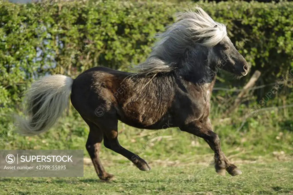 mini shetland pony - galloping on meadow