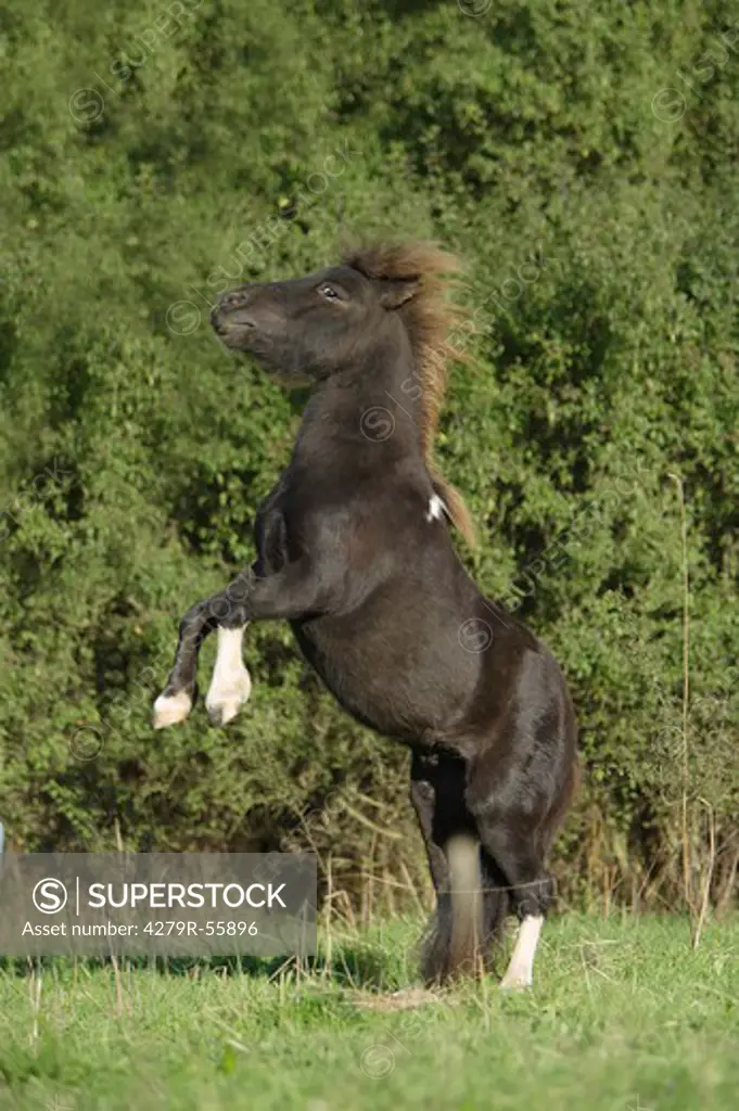 mini shetland pony - rearing on meadow