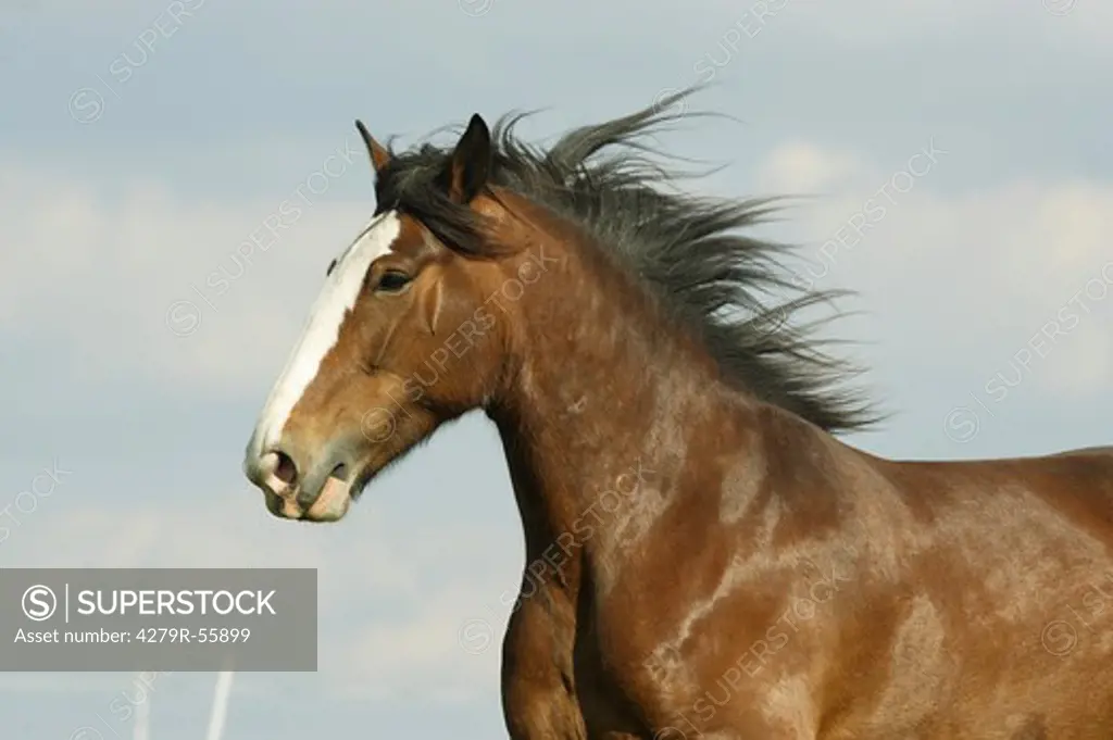 shire horse - portrait