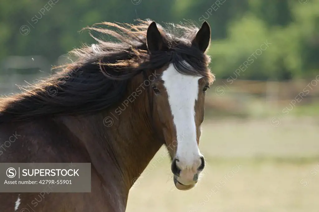 shire horse - portrait