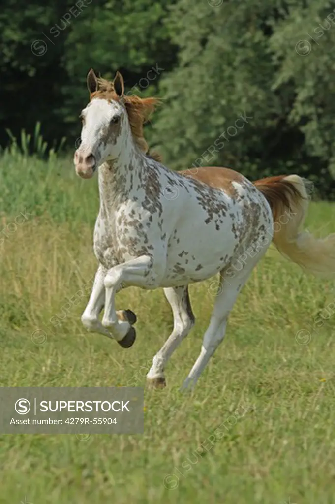tennessee walking horse - galloping on meadow