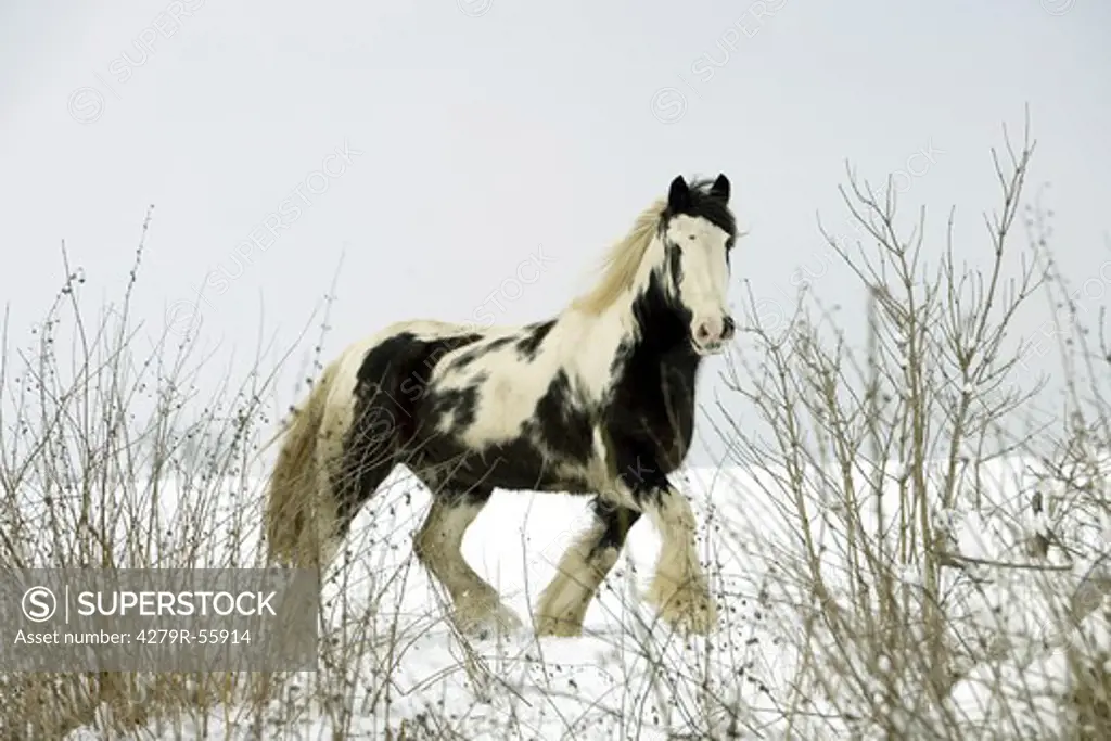 tinker pony - trotting in snow