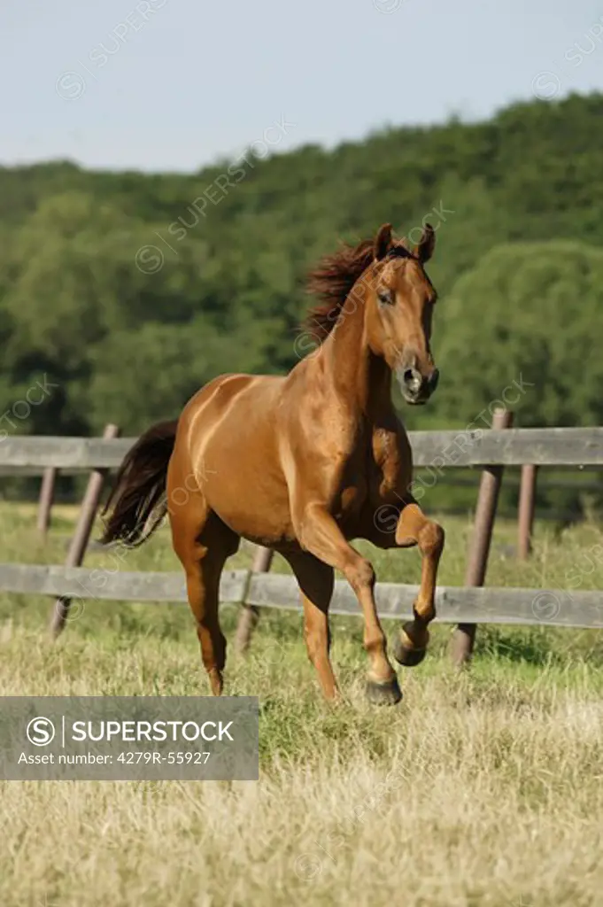 quarter horse - galloping on meadow