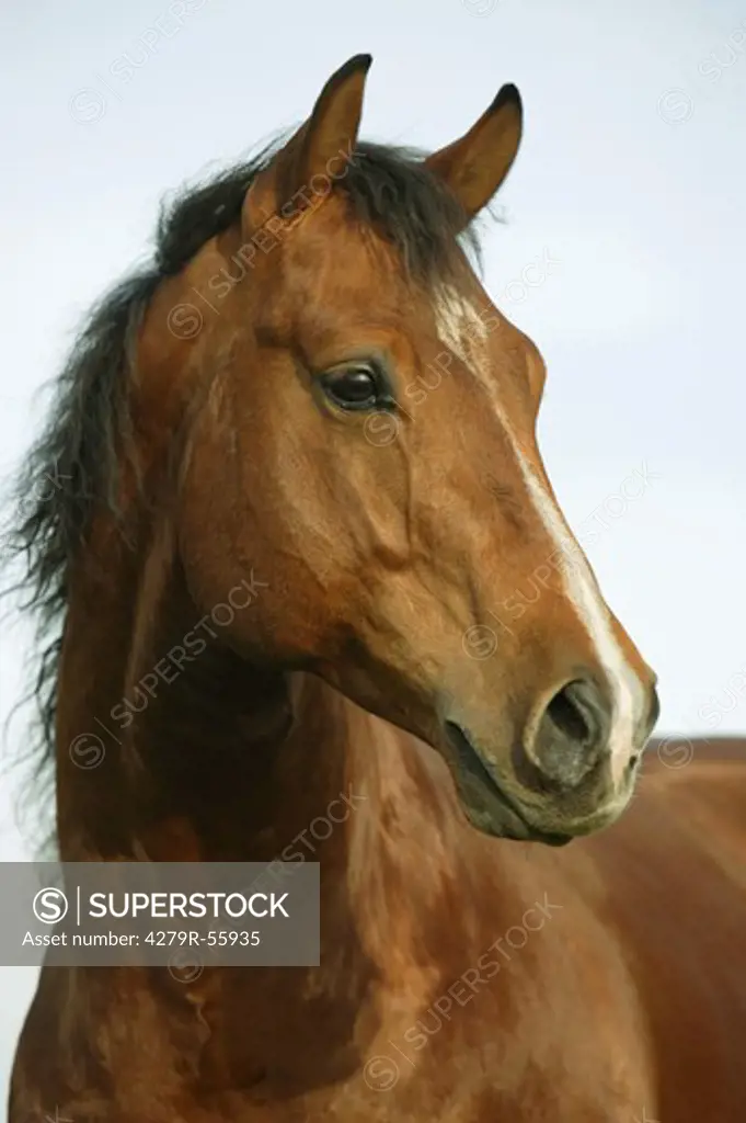 quarter horse - portrait