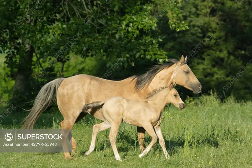 quarter horse with foal - trotting on meadow