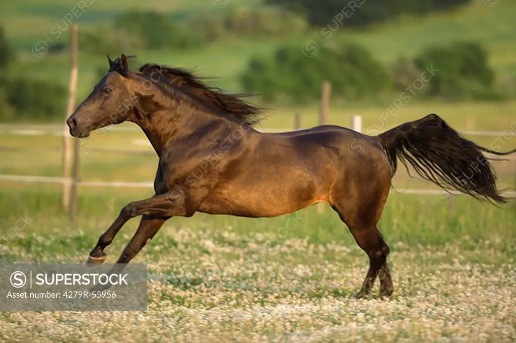 quarter horse - galloping on meadow