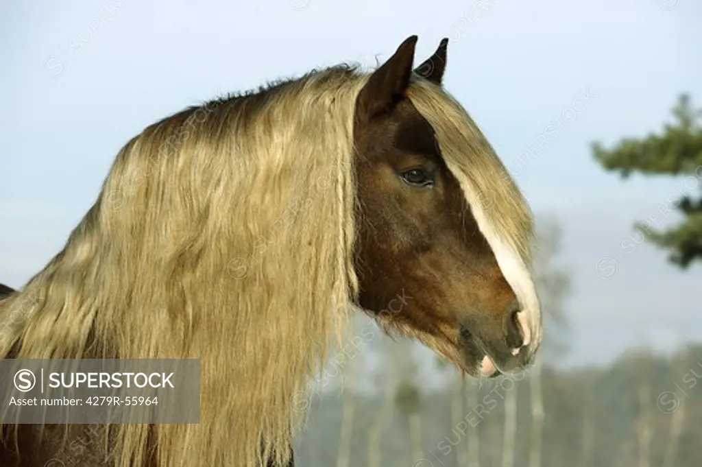 Black Forest horse - portrait