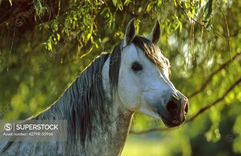 Shagya Arabian horse - portrait