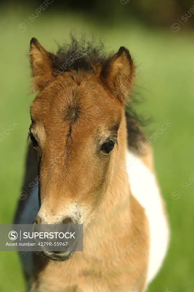 shetland pony foal - portrait