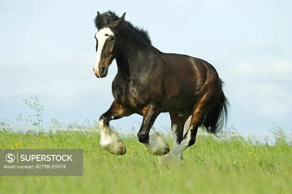 shire horse - galloping on meadow
