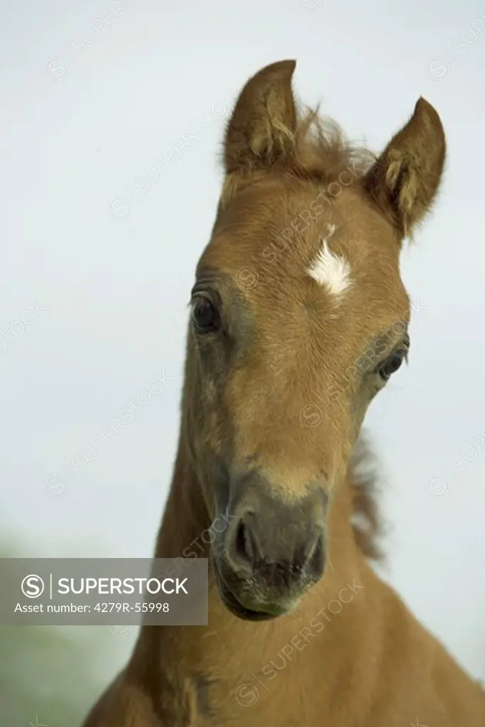 welsh pony foal - portrait