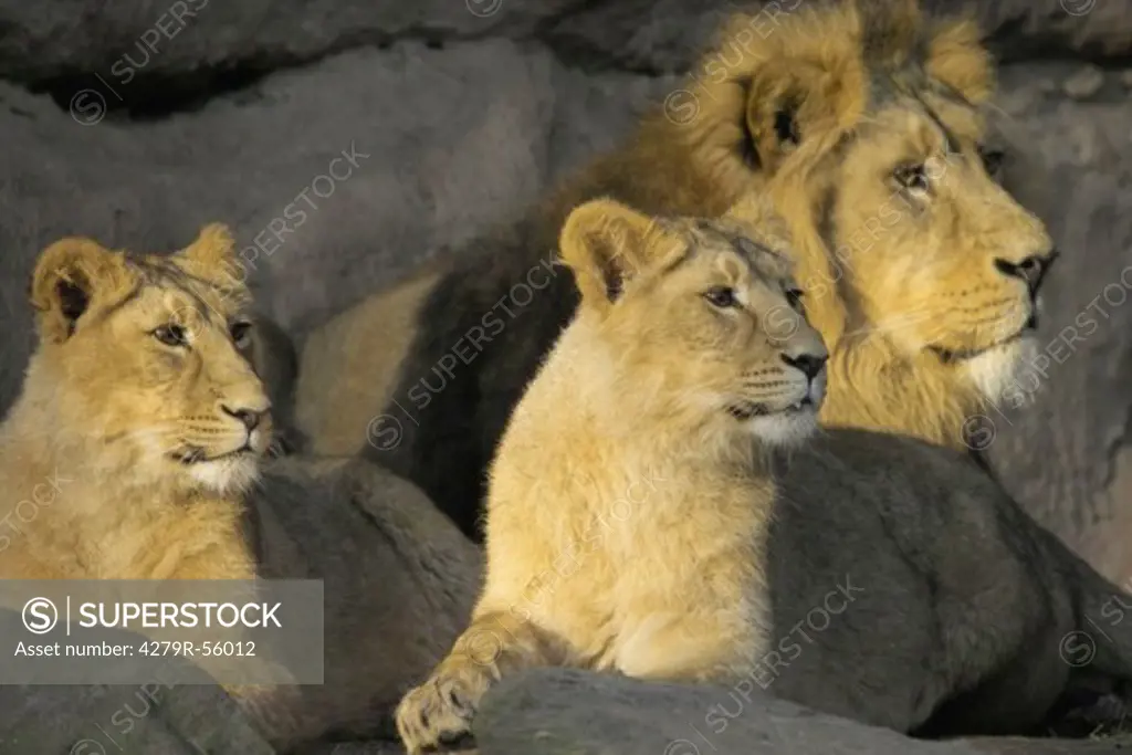 lion with two lionesses