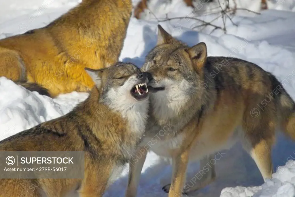 wolves in snow , Canis lupus