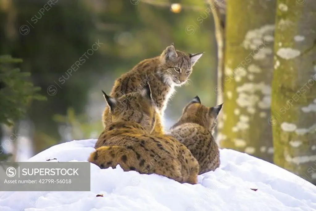 lynx and cubs in snow , Lynx lynx