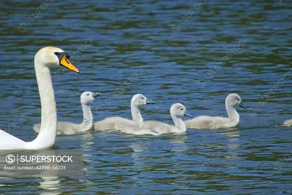 mute swan with squabs , Cygnus olor