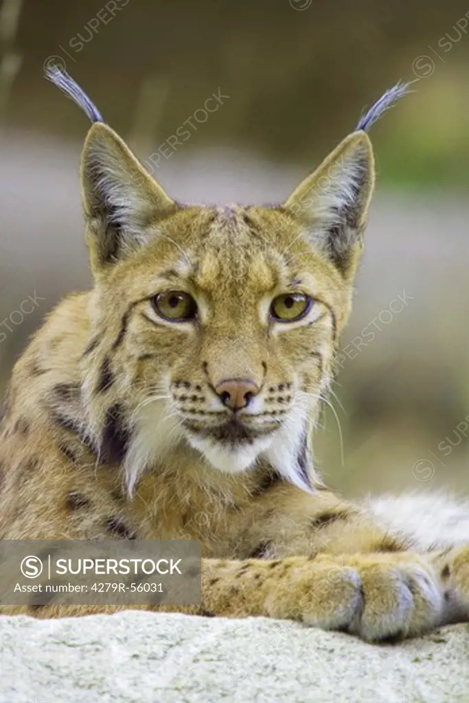 lynx - lying , Lynx lynx