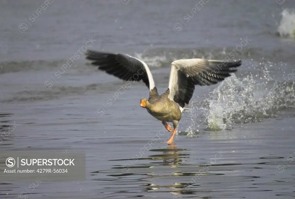 graylag goose - flying , Anser anser