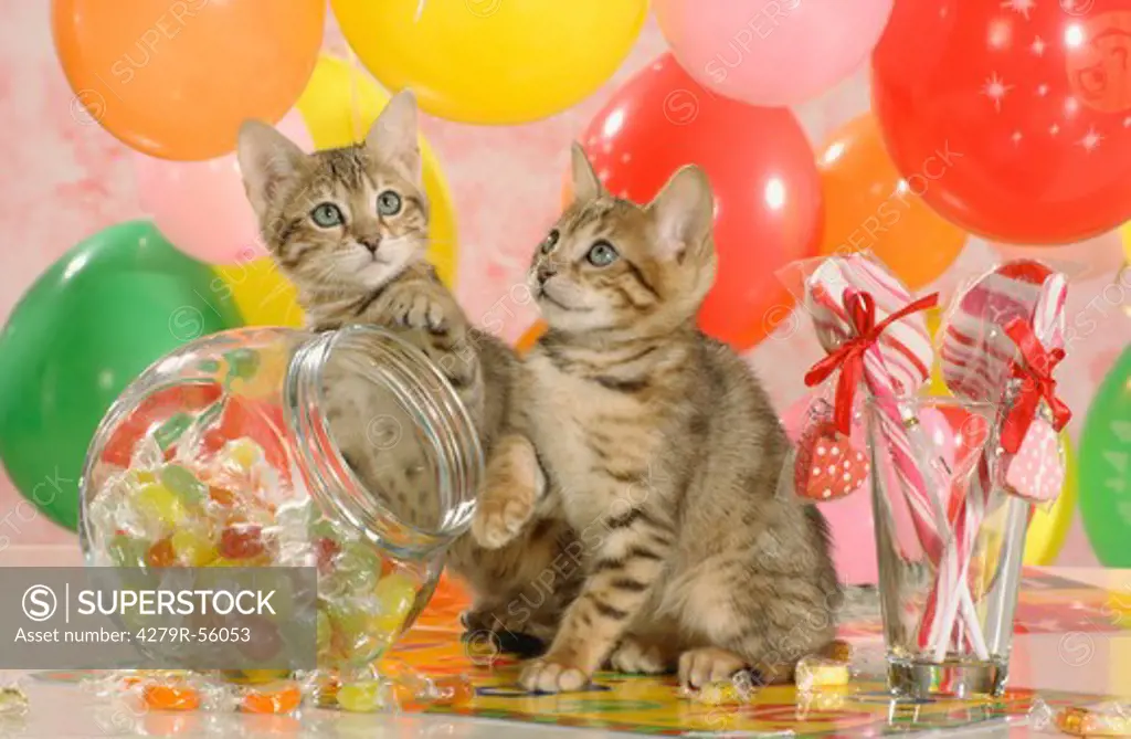 two Bengal kittens between balloons and sweets