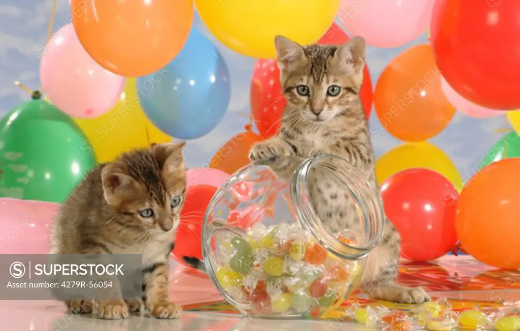 two Bengal kittens between balloons and sweets