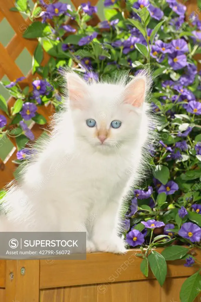 Sacred cat of Burma - kitten sitting in front of flowers