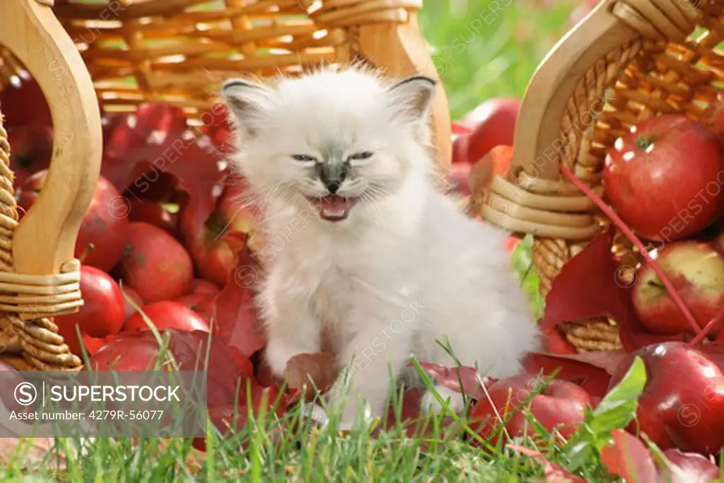 Sacred cat of Burma - kitten in front of baskets with apples
