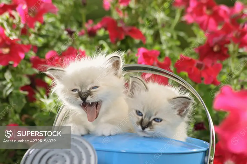 Sacred cat of Burma - two kittens in watering can