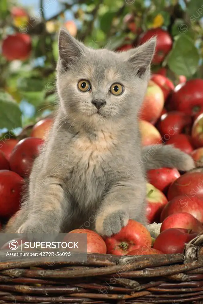 British Shorthair kitten - sitting in basket between apples
