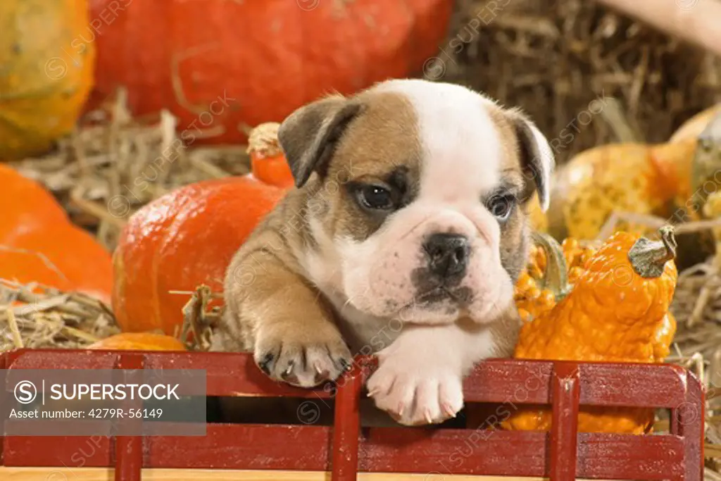 English Bulldog - puppy sitting in hay cart