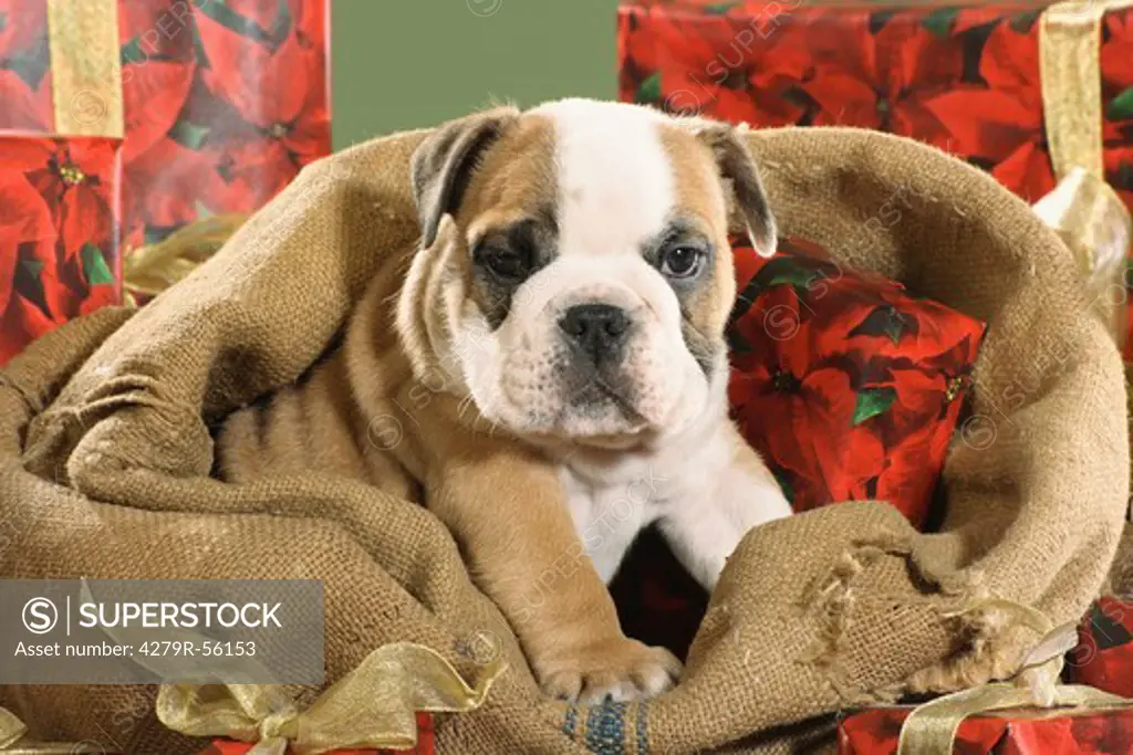 Christmas, English Bulldog in sack