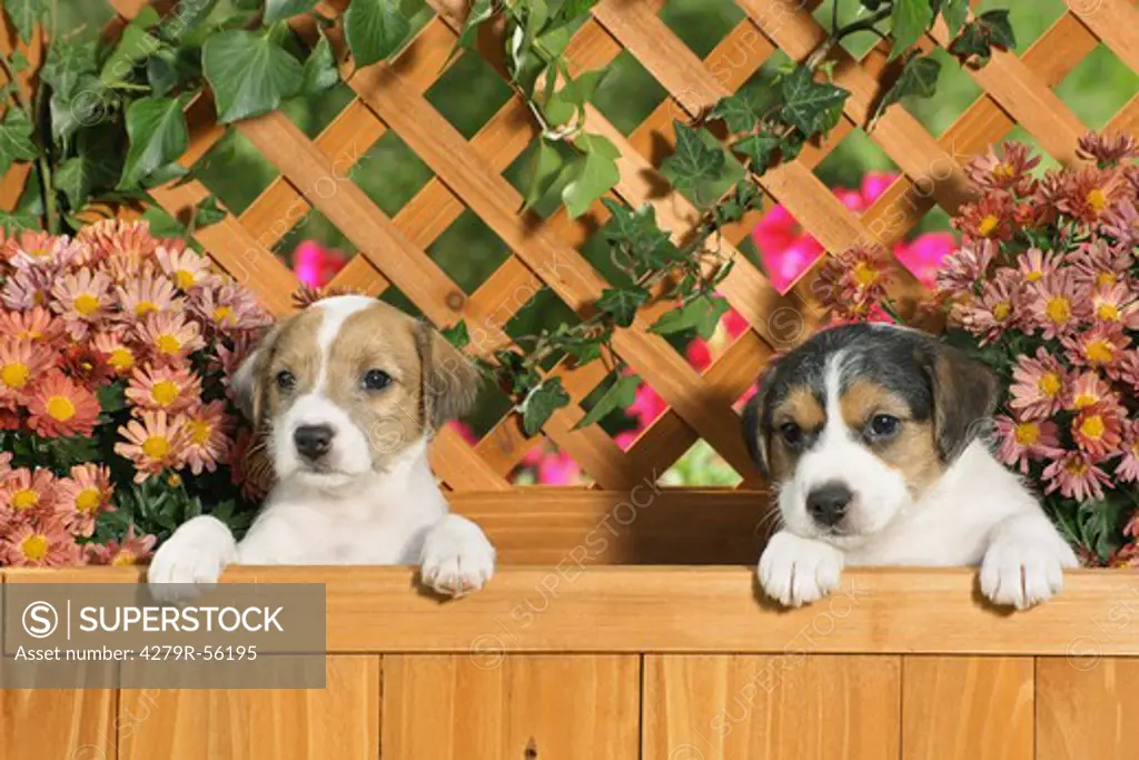 Jack Russell Terrier - two puppies sitting in flower box